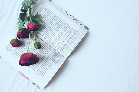 爱情带书素材芍药花与翻开的书背景