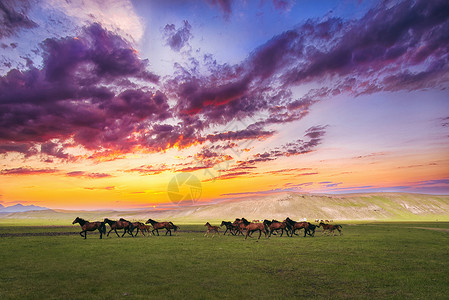 夕阳草原草原奔跑的马背景