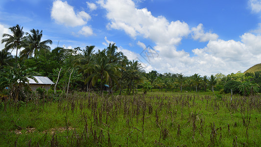 菲律宾薄荷岛热带雨林唯美照片椰林背景图片