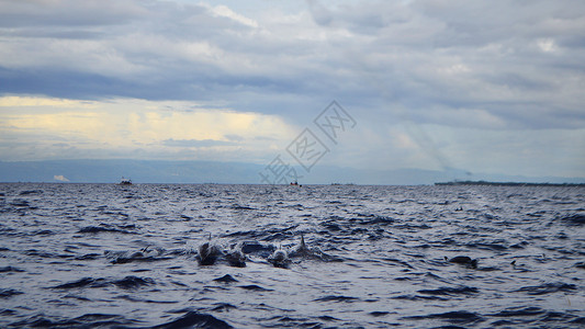 海豚岛菲律宾薄荷岛出海寻找海豚背景