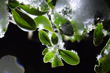 逆光冰雪中的绿色植物背景图片