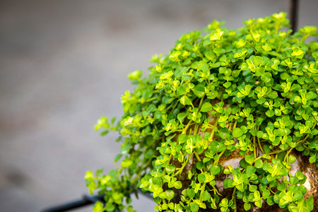 苔藓高清素材绿色植物背景