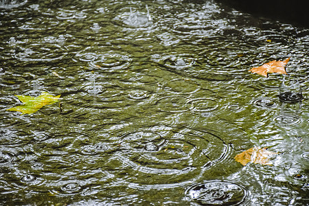 立秋节气手绘水面的落叶背景