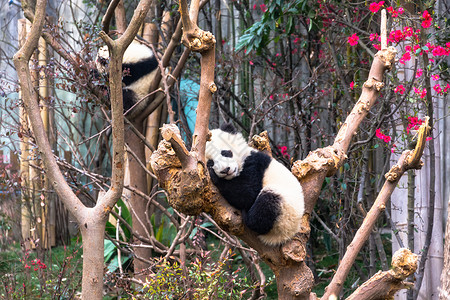 保护树木可爱的大熊猫背景