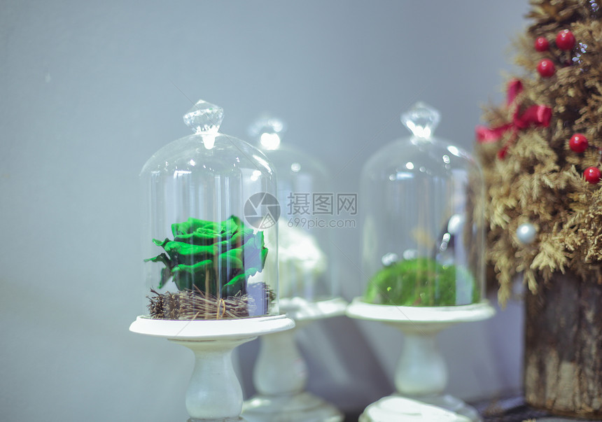 家具植物图片