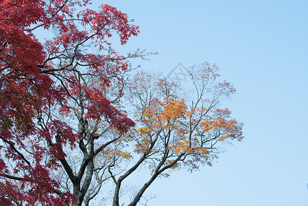秋天的红树林背景图片