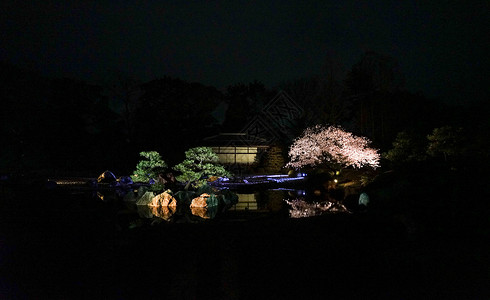 东京夜樱图片