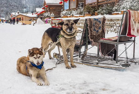 雪橇犬阿拉斯加雪橇高清图片