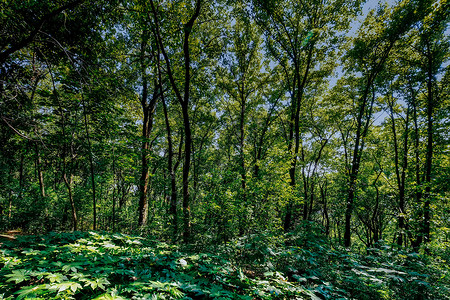绿色肌理小树林秋季的树林背景