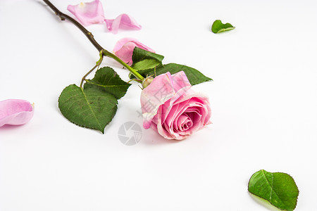 凋谢的玫瑰粉色玫瑰花背景