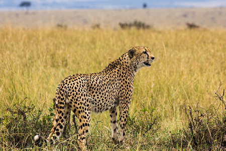 猎豹肯尼亚马赛马拉大草原背景