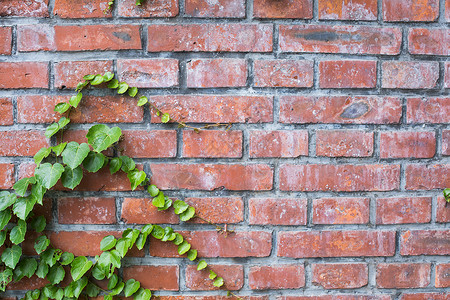 墙体植物简约墙面背景素材背景