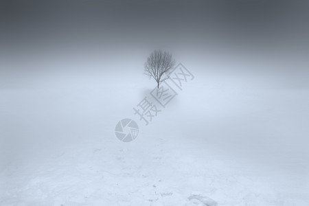 大雪中的一棵树高清图片