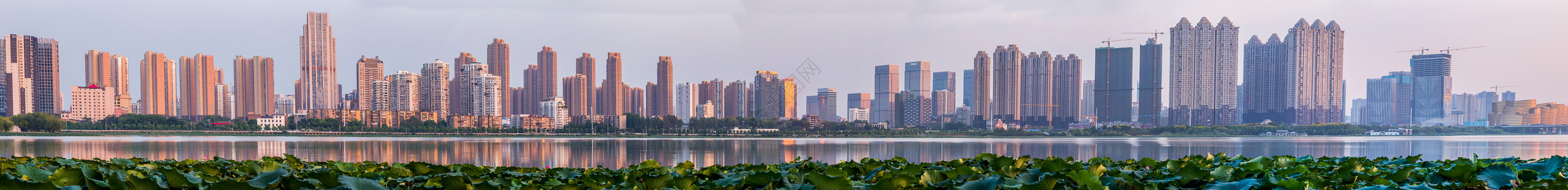水草荷叶武汉城市建筑全景图背景