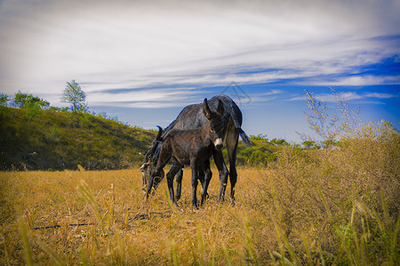 草原上的马母马和马驹高清图片