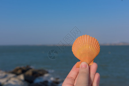 海边的一只贝壳图片