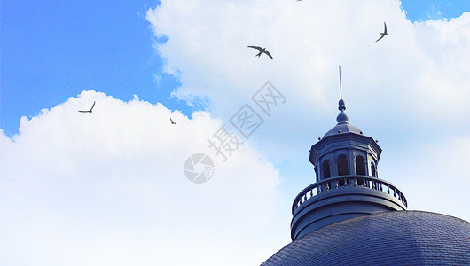 欧洲小镇飞鸟欧洲鸟高清图片