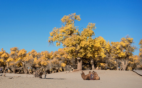 胡杨树骆驼背景图片