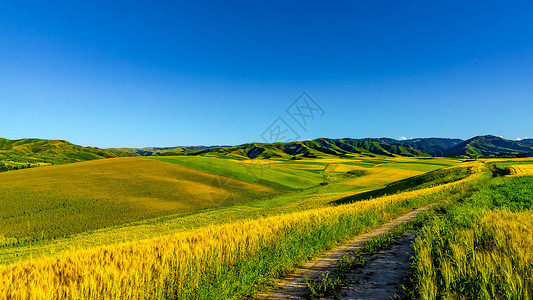 黄绿背景新疆昌吉自然风光背景