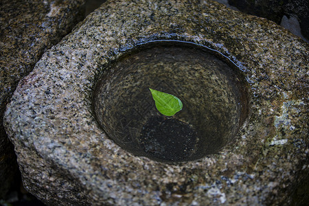 缸水上绿叶子高清图片