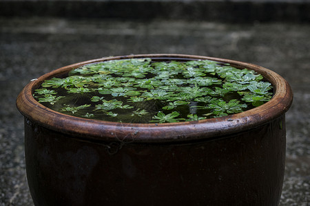 缸水上绿叶子背景图片