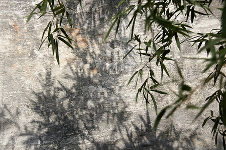 墙面植物背景背景图片