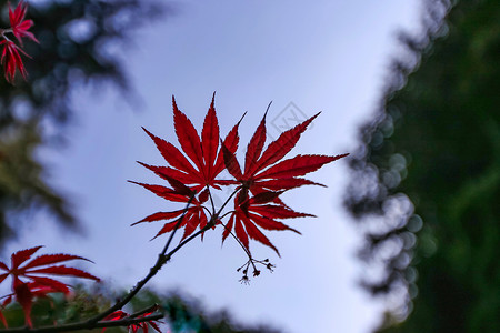 秋天枫叶图片