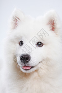 白色小狗趴着白色萨摩高清图片