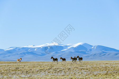 青藏高原山脉青藏公路边的野驴背景
