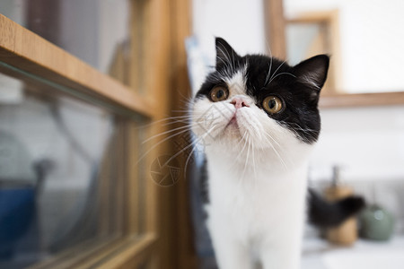 家居猫短毛猫芭菲高清图片