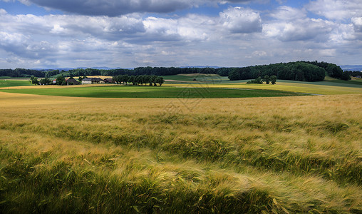 金色风树素材欧洲旅游 田园风光 绿色草地麦田背景