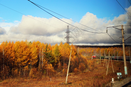 西伯利亚树火炬深秋的西伯利亚大铁路背景