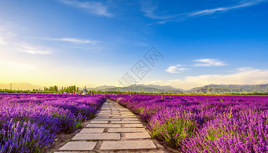 薰衣草庄园紫色花朵高清图片