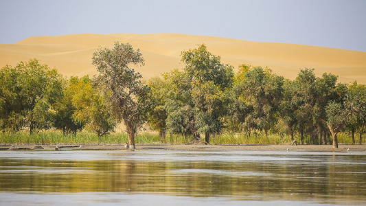 新疆塔克拉玛干沙漠新疆胡杨林风光背景