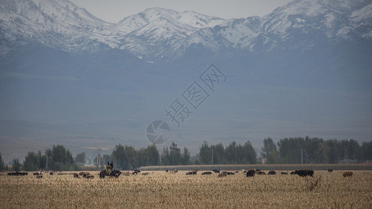阿勒泰雪景新疆风光图片摄影背景