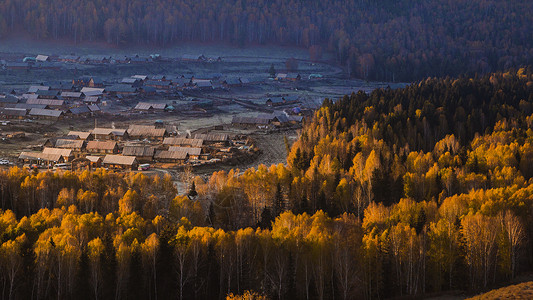 白桦林中新疆风光图片摄影背景