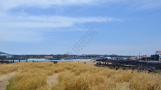 海与麦田韩国济州岛牛岛自然风光背景