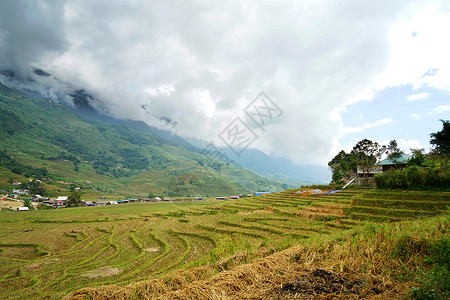 播谷稻越南沙坝山地梯田背景