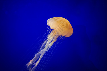 海底水母水母背景
