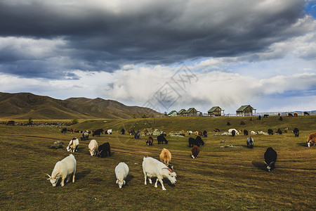 大草原上的羊群图片