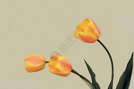 淡雅的郁金香背景图片