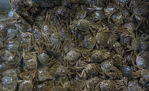 好多螃蟹河蟹炖鱼高清图片