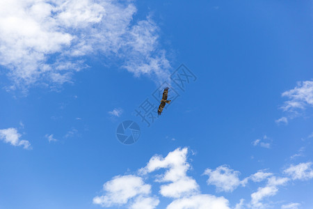 在蓝天下自由自在展翅高飞的雄鹰背景