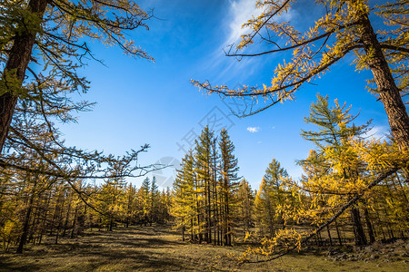 秋天金黄色的树林高清图片