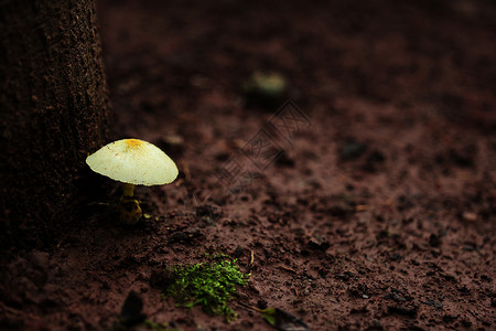 野生菌蘑菇景深虚化高清图片