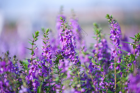 小清新花花草草素材背景图片