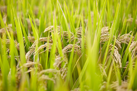 秋天的水稻图片