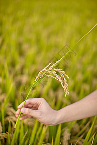 秋天的水稻图片