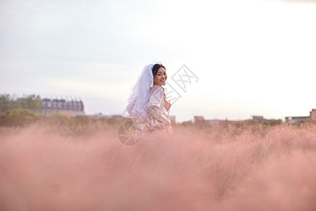 粉黛子花海写真高清图片