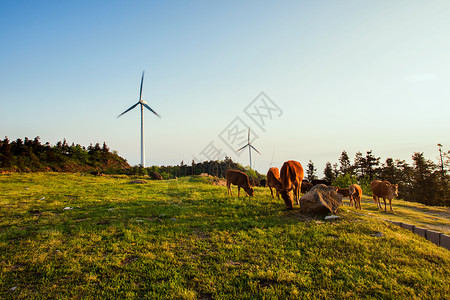 三牛精神展板湖北大悟三爪山背景